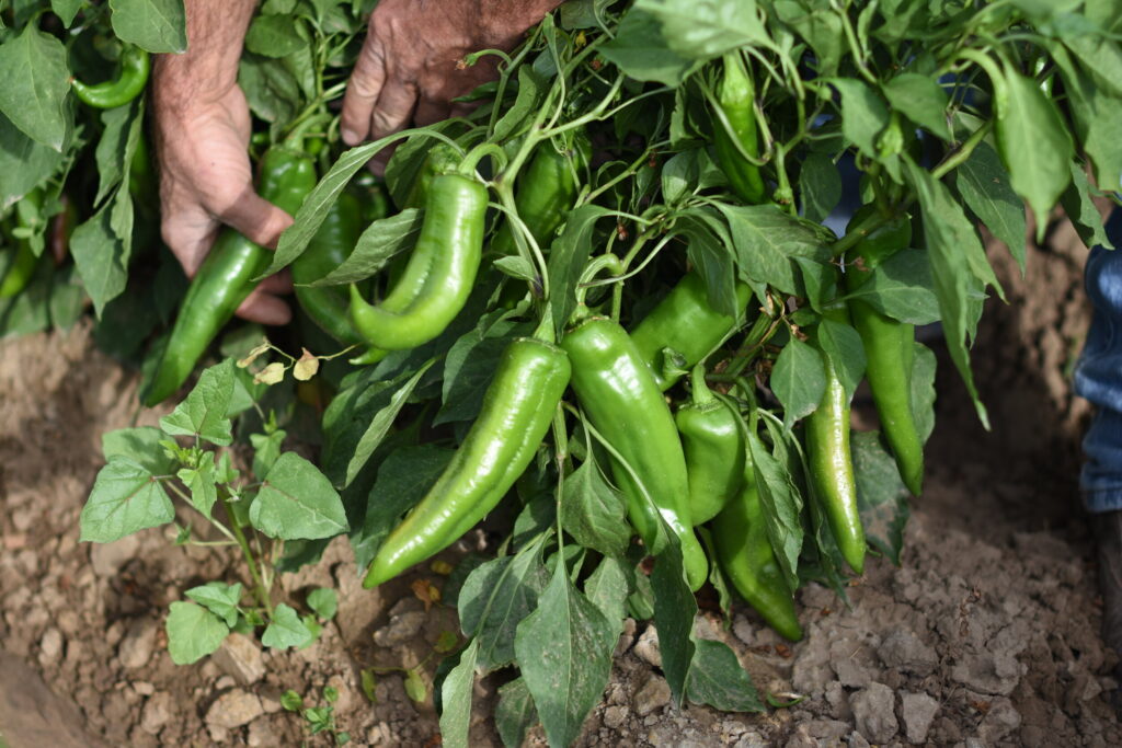 Green Chilies:
