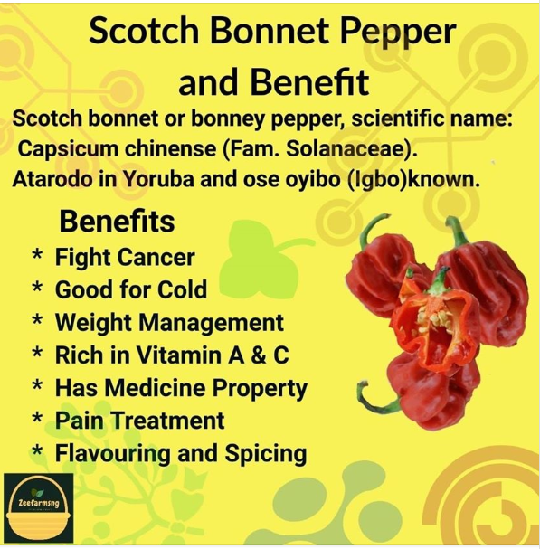 SCOTCH BONNET Health Benefits