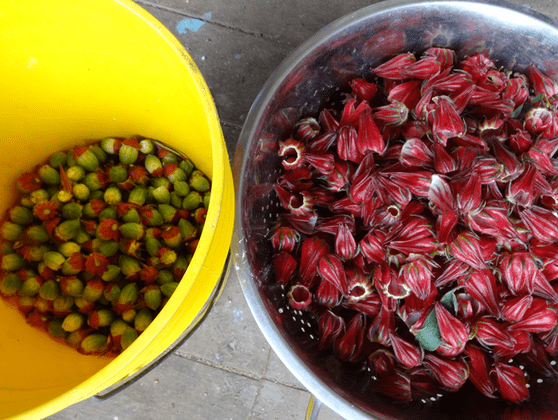 washing the sorrel
