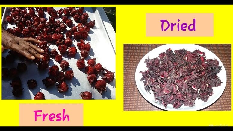 Comparing Dried and Fresh Sorrel Petals