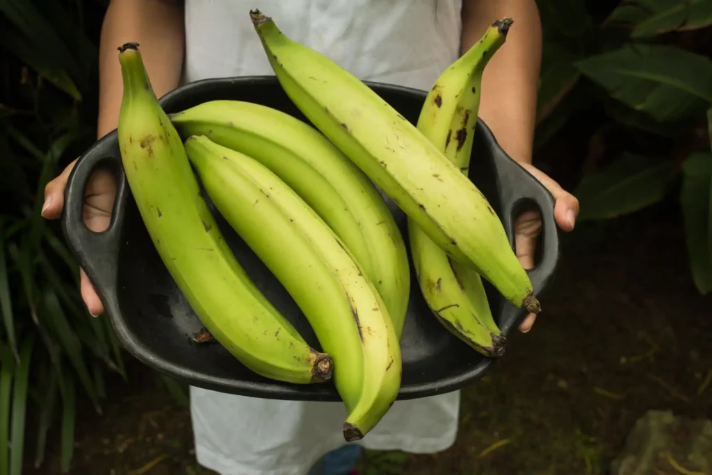 Selecting the Right Plantains 