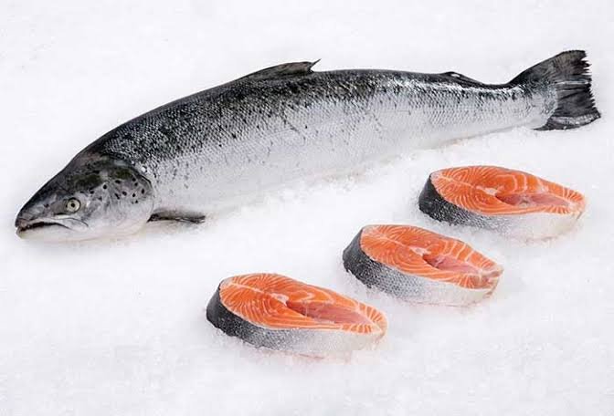 salmon fish