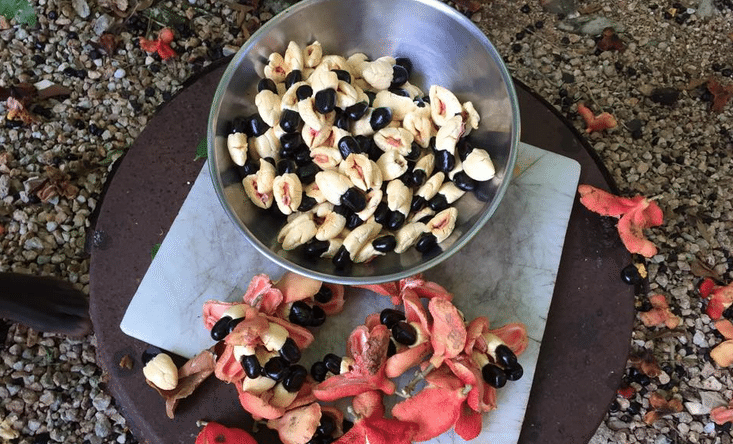 Handling Fresh Ackee