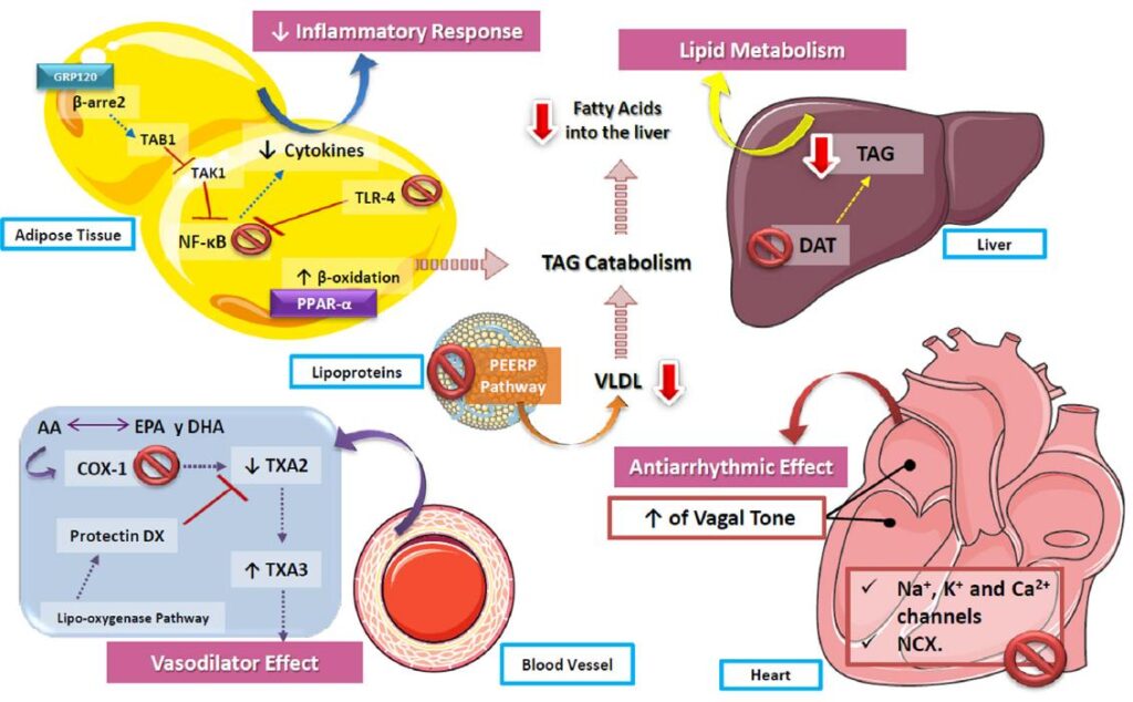 How Omega-3 Fatty Acids Support Heart Health