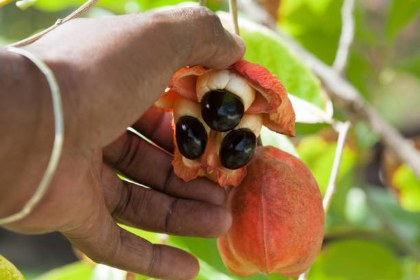 HOW TO IDENTIFY SAFE ACKEE?