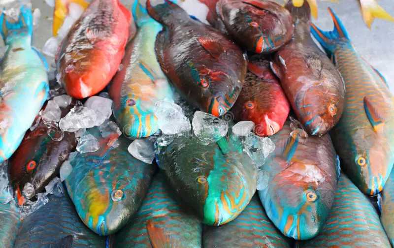 Jamaican bammy and snapper or parrotfish