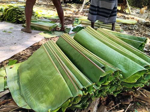 Why Are Banana Leaves Widely Used in Caribbean Recipes?