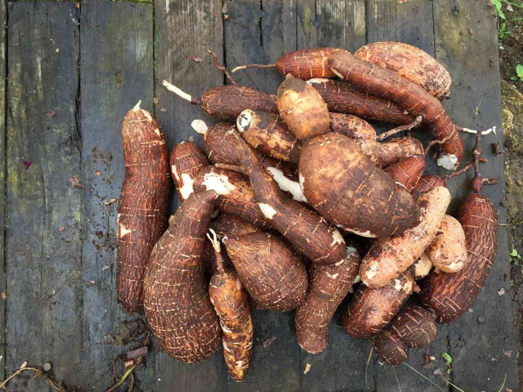 The Use of Cassava in Dominican Mofongo