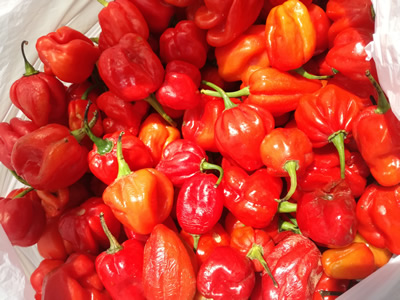 Scotch bonnet pepper: