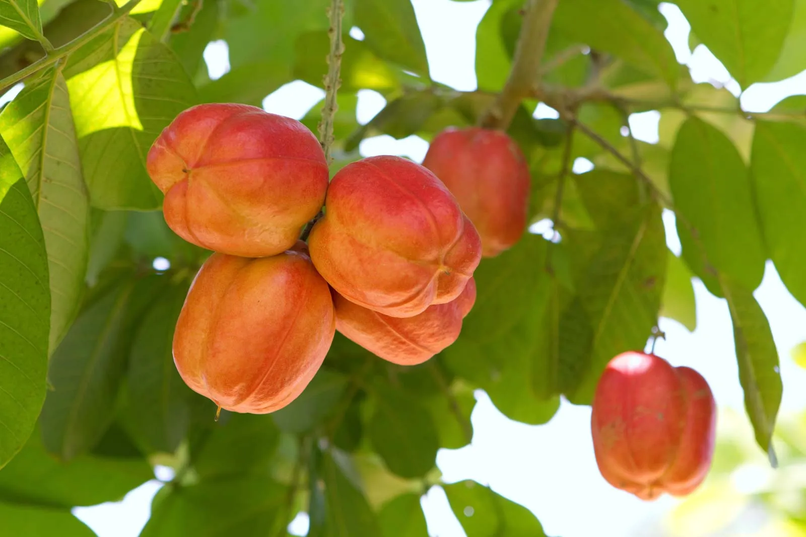 WHAT IS ACKEE?